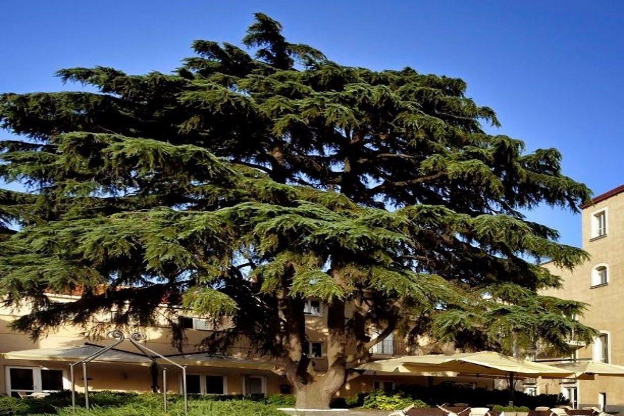 Relais Villa Buonanno 세르콜라 외부 사진